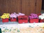 Chrysanthema 2011 009.jpg