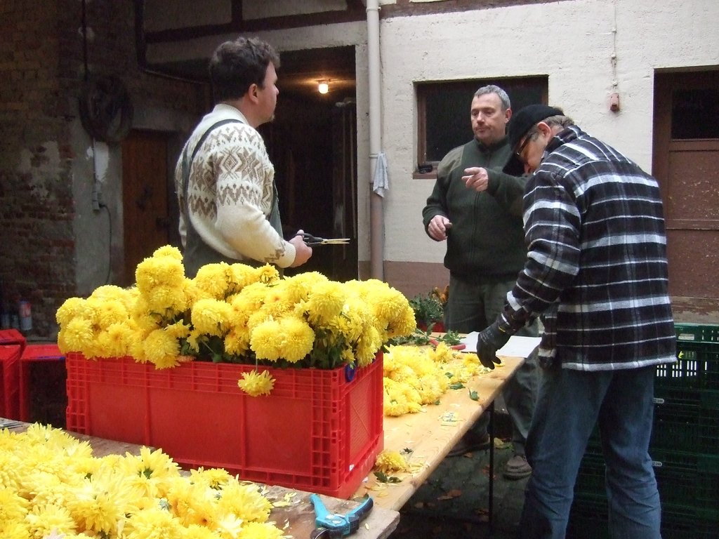 Chrysanthema 2011 010.jpg