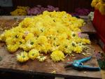 Chrysanthema 2011 011.jpg