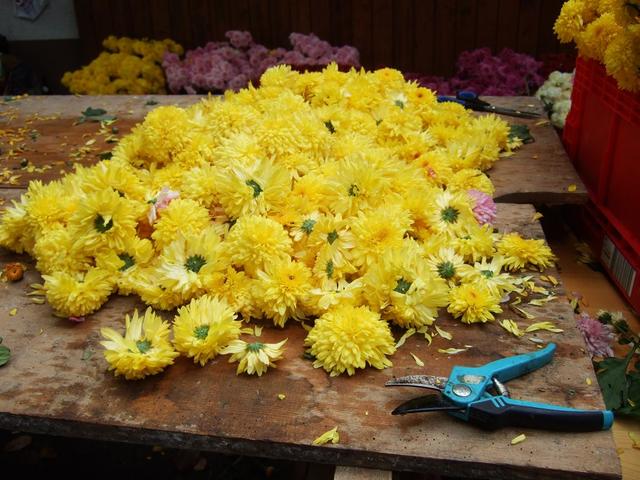 Chrysanthema 2011 011.jpg