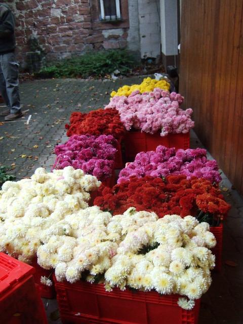 Chrysanthema 2011 030.jpg