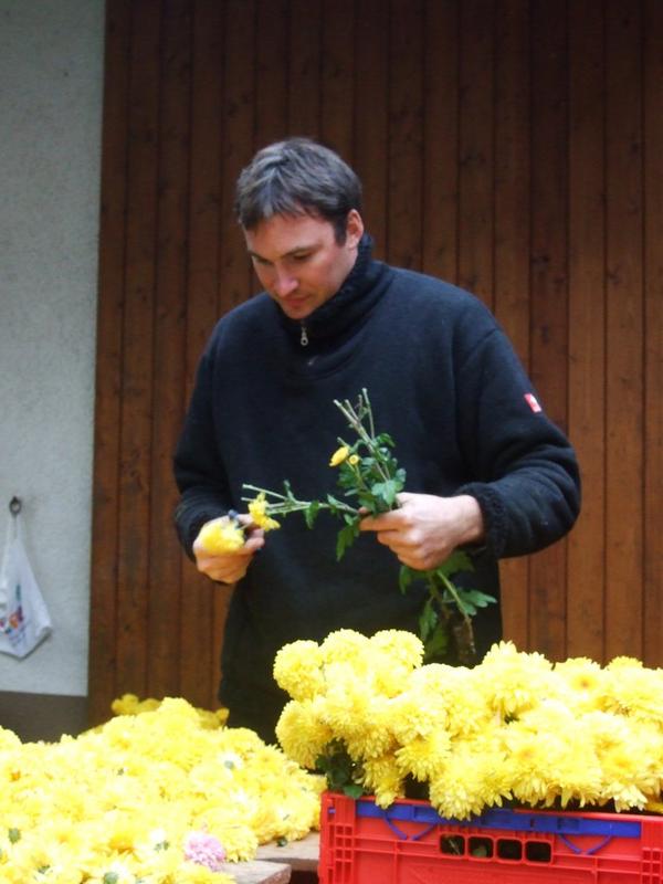 Chrysanthema 2011 032.jpg
