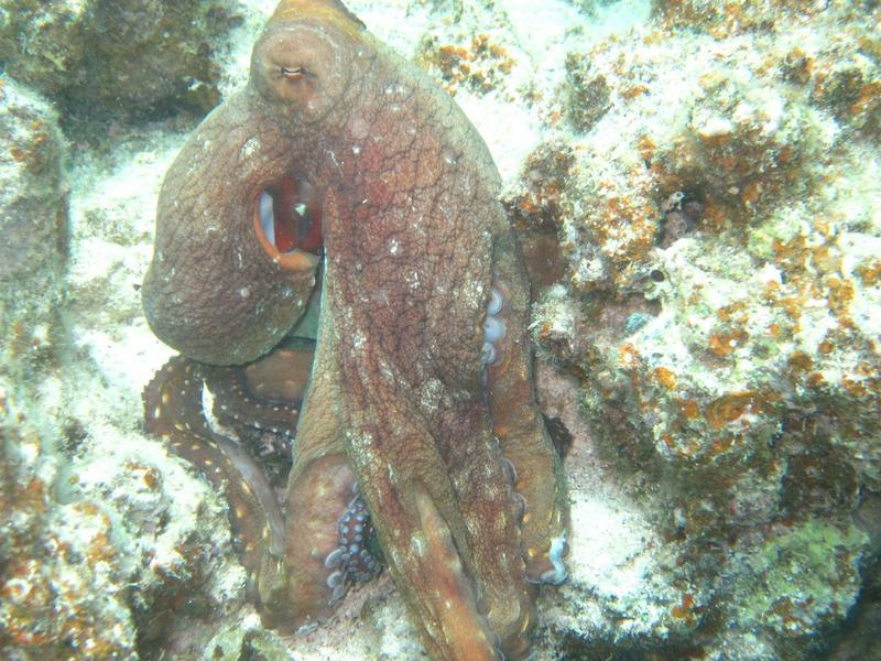Ägypten 2012 071.jpg