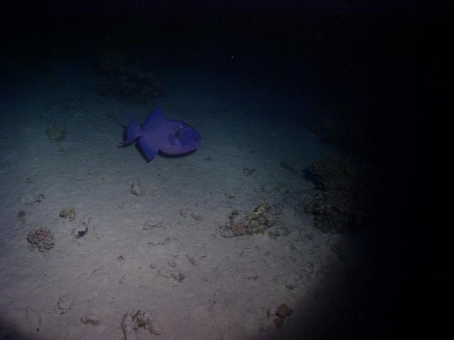 aegypten2008-0068.jpg