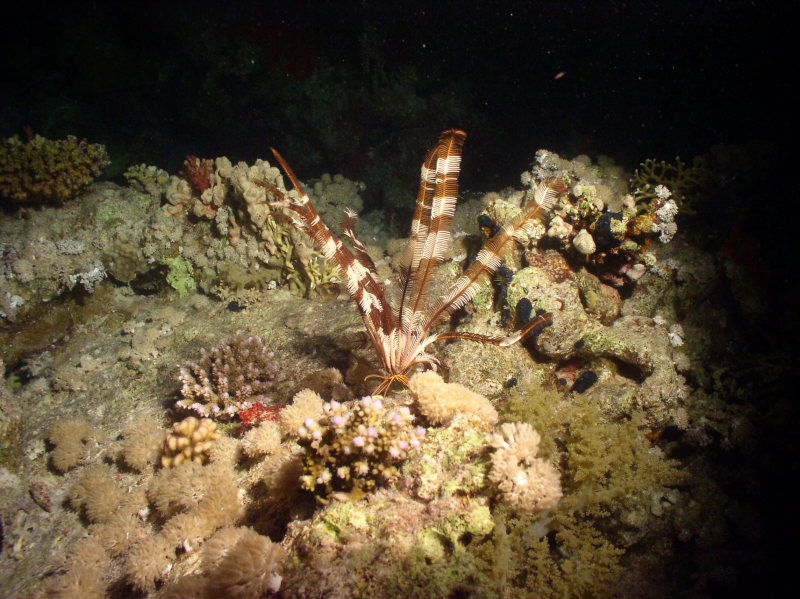 aegypten2008-0075.jpg