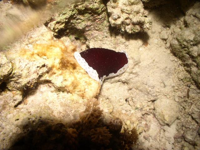 aegypten2008-0130.jpg