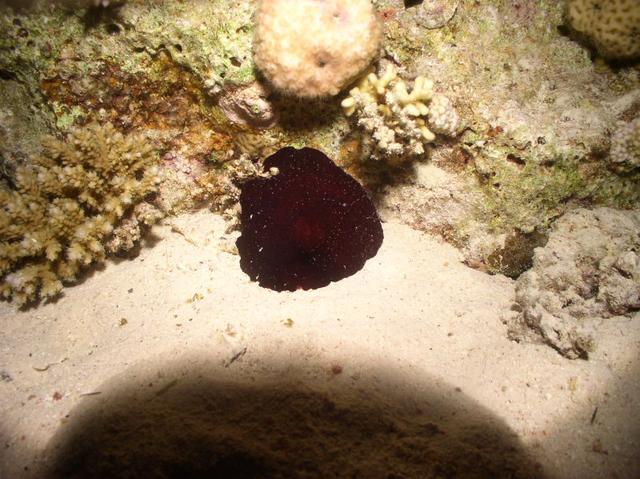 aegypten2008-0132.jpg