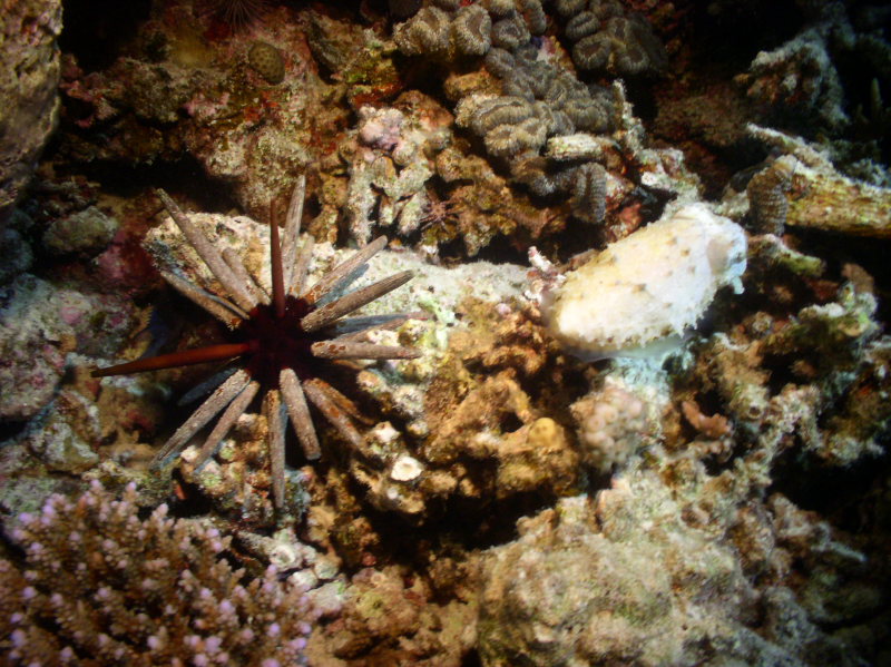 aegypten2008-0145.jpg