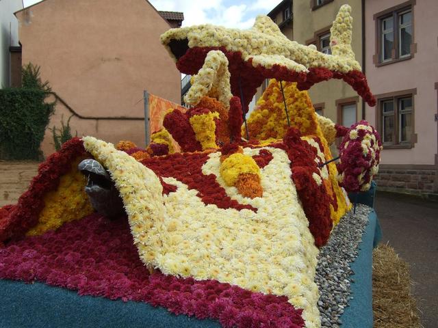 Chrysanthema13.JPG