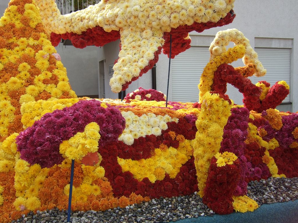 Chrysanthema15.JPG