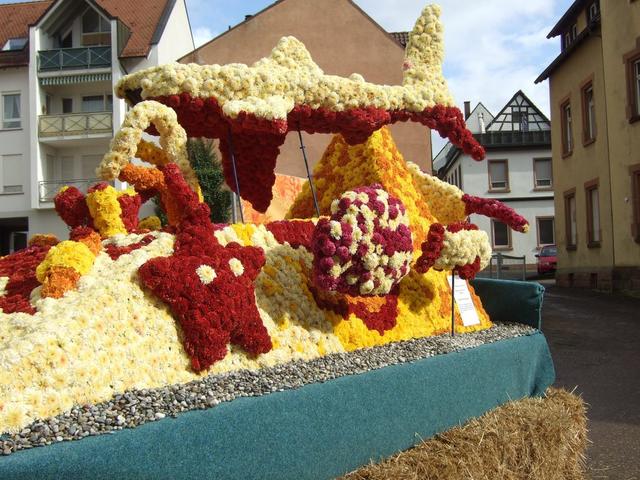 Chrysanthema19.JPG