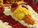 Chrysanthema22.JPG