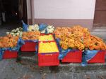 Chrysanthema 2010 045.jpg